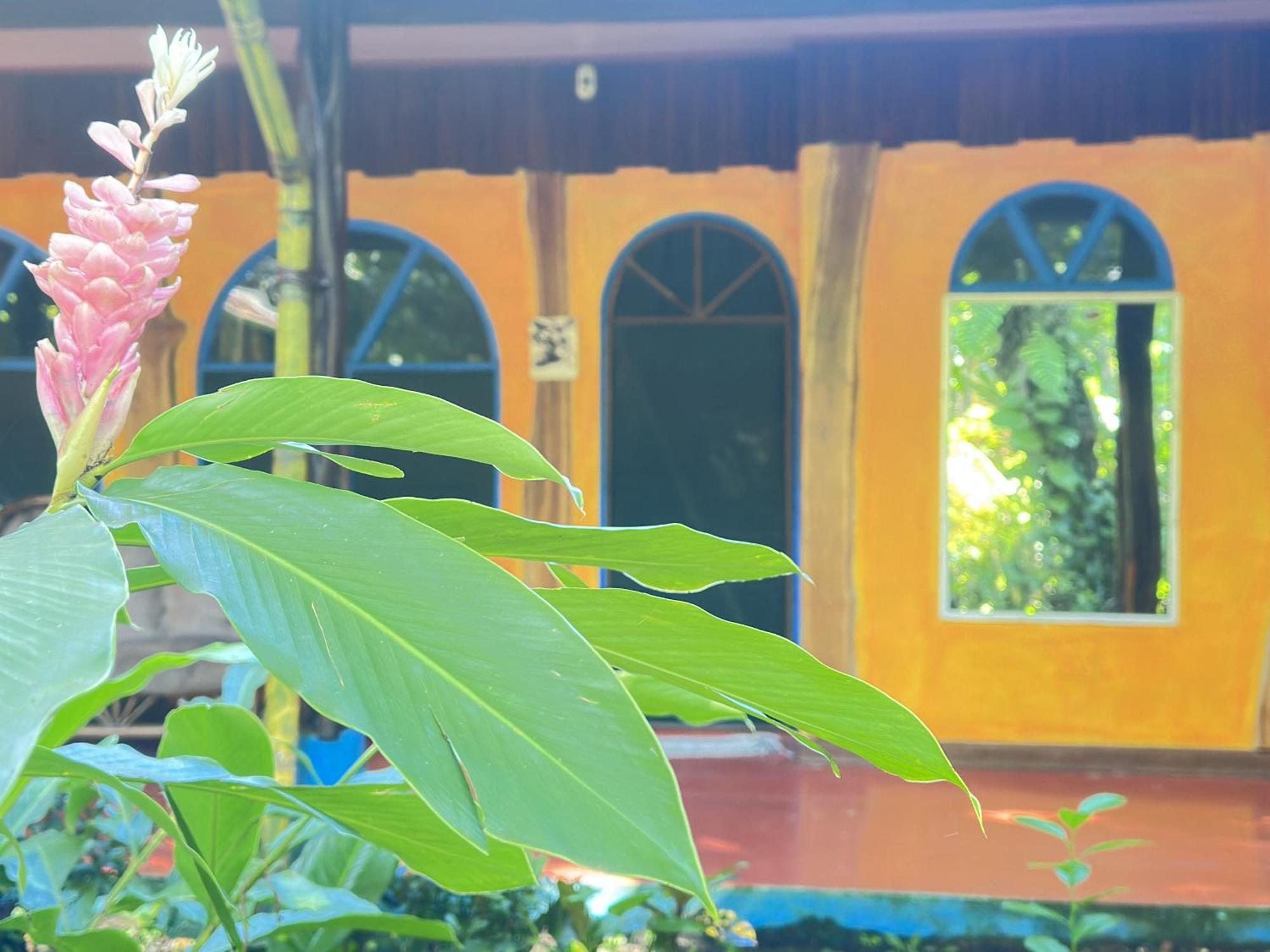 La Palapa Hut Nature Hostel Puerto Jimenez Exterior photo